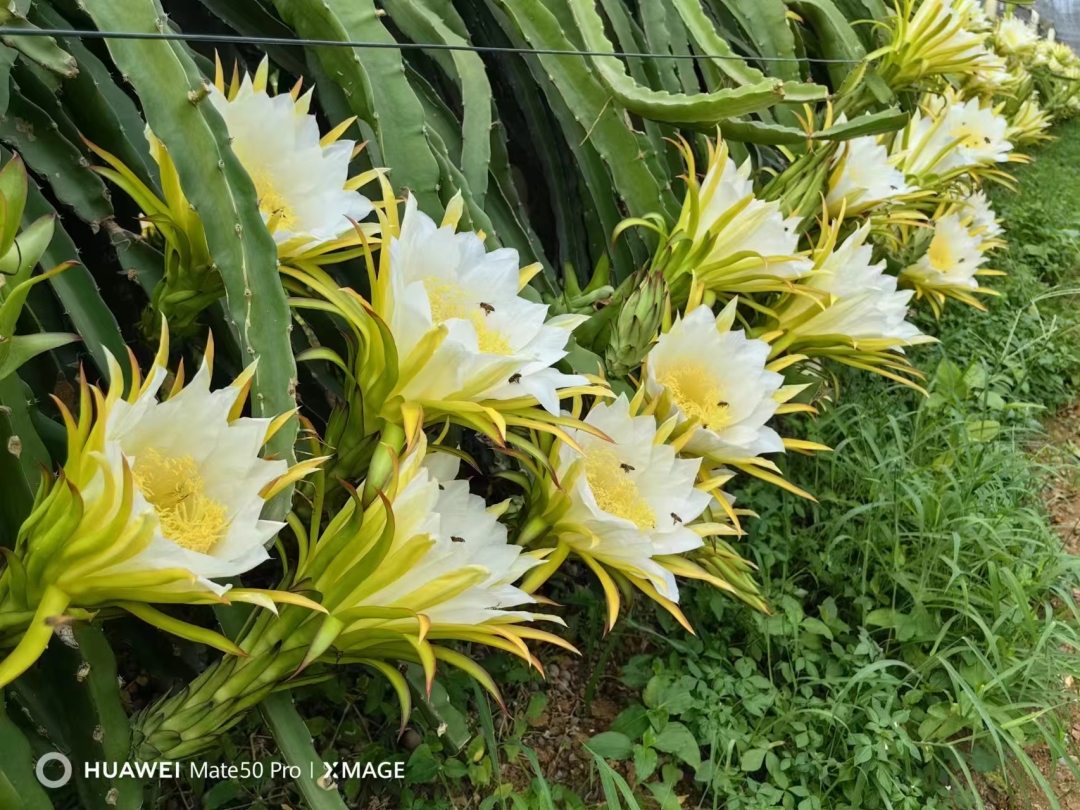 火龙果花02.jpg